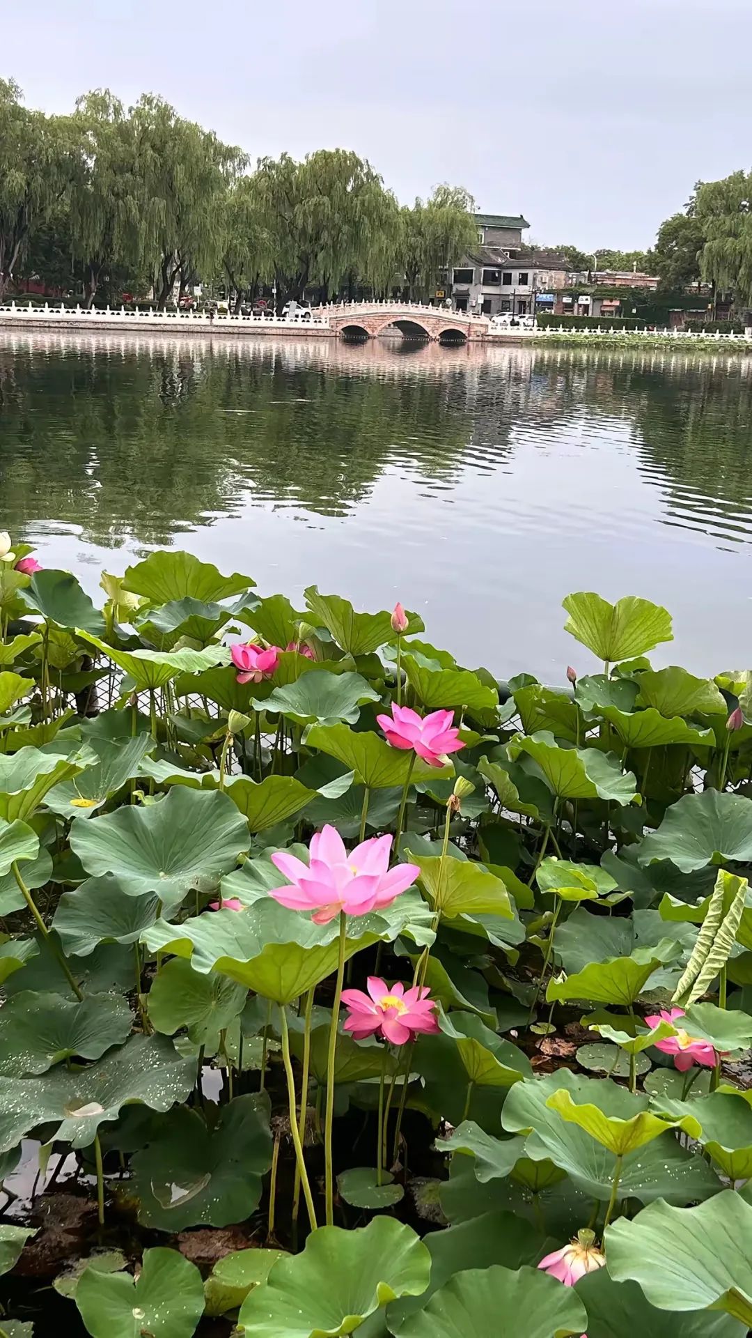 夏日私语 - 炫图天下