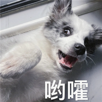 不小众的网红！ - 炫图天下