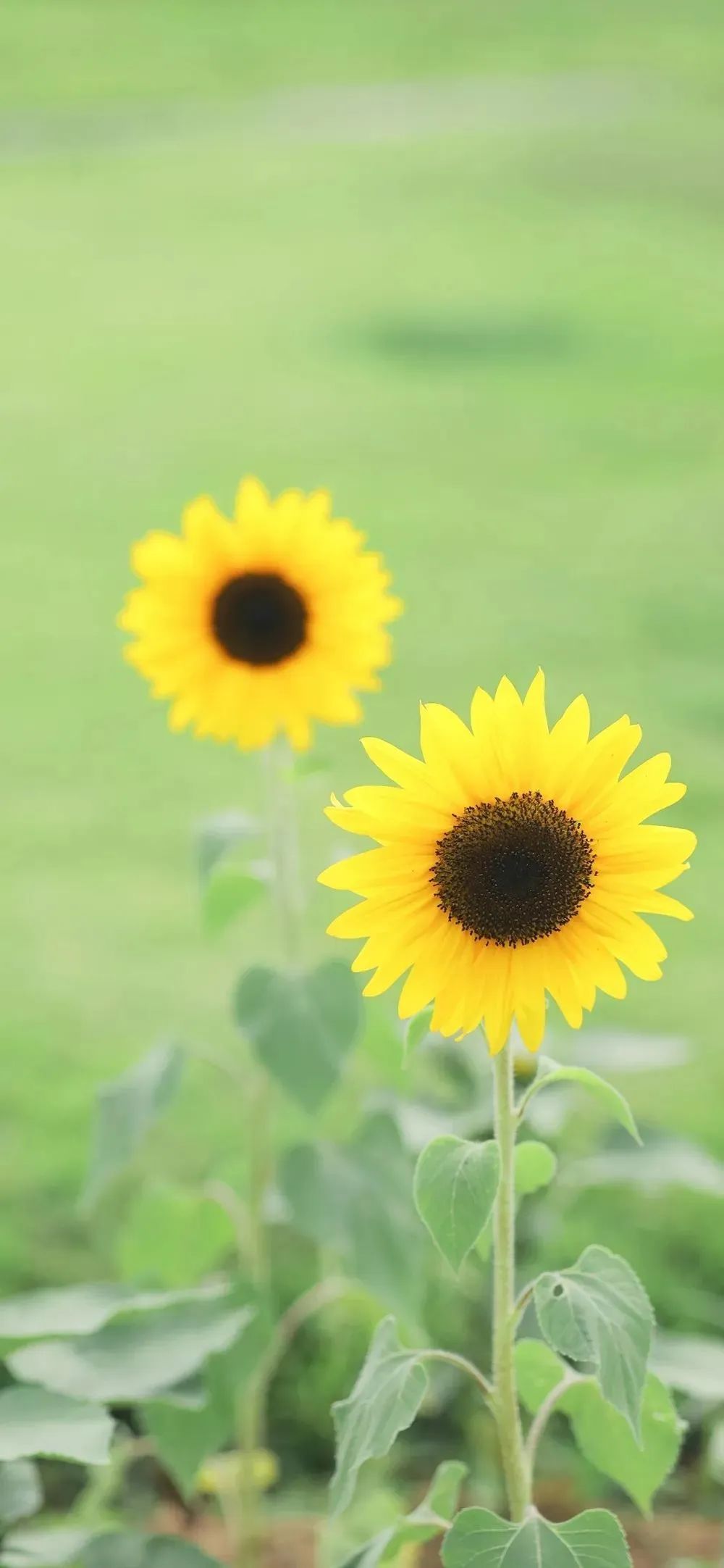 手机壁纸 | 你就像黑夜和黎明 可望不可及 - 炫图天下