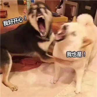 放开那只狗，让兄弟们来！！ - 炫图天下