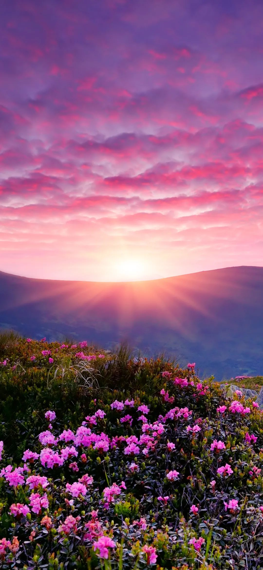 全屏壁纸｜遇见是场意外 心却在风里摇摆 - 炫图天下