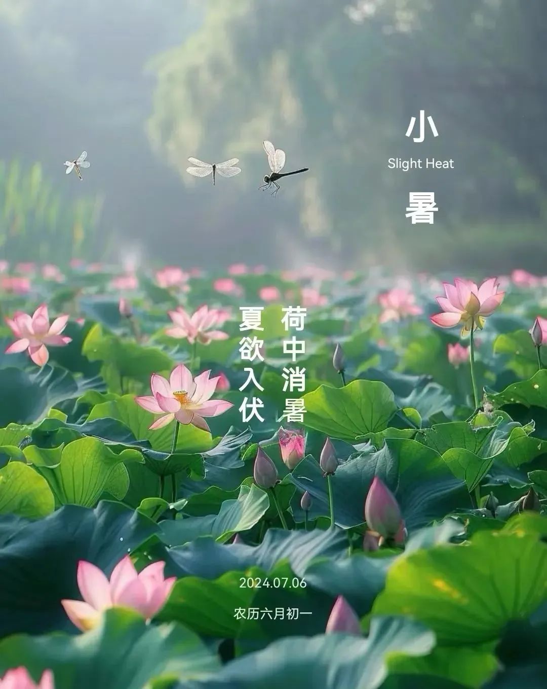 小暑荷语，岁月静好 - 炫图天下
