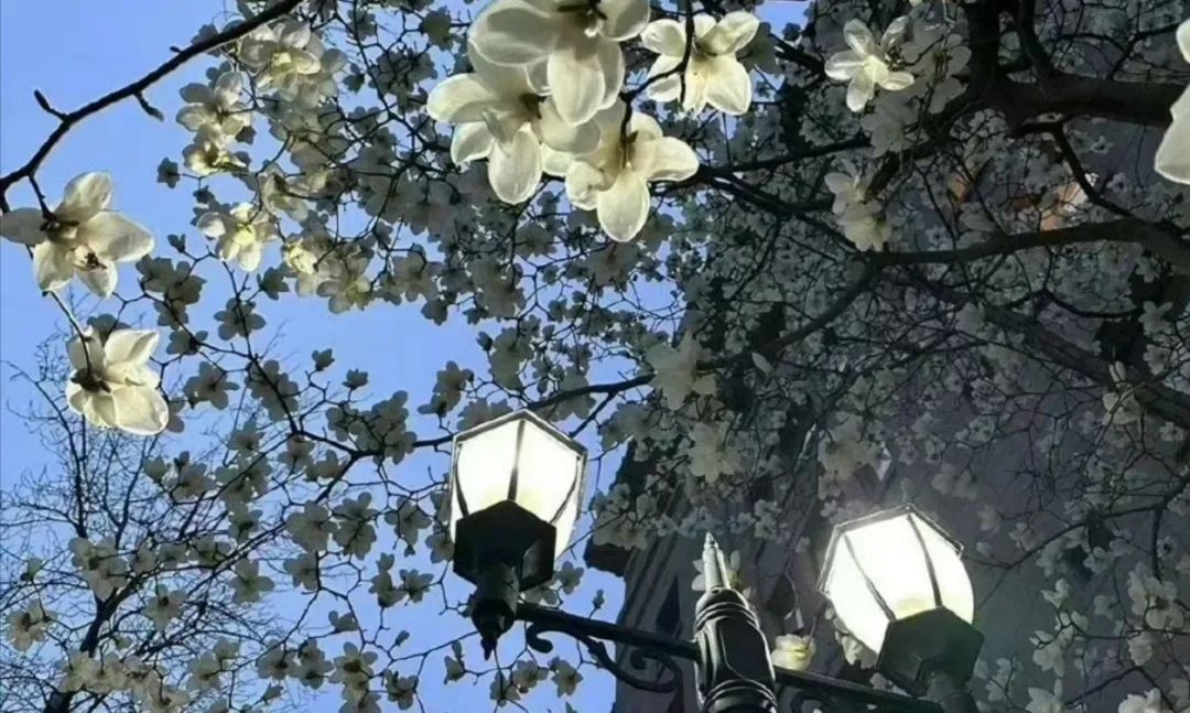 女头｜七秒记忆的猫 - 炫图天下